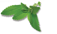 stevia leaf