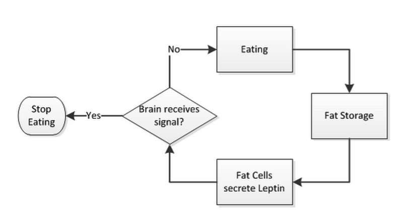 leptin feedback loop
